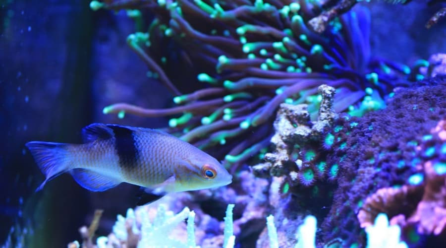 Aquarium fish with reef