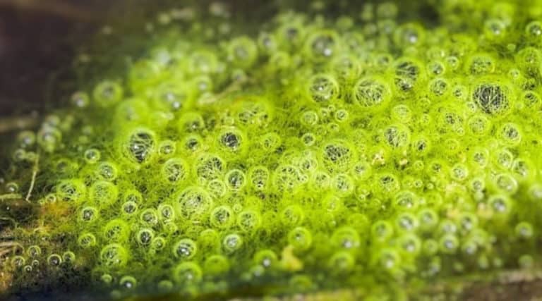 Green Bubble Nest