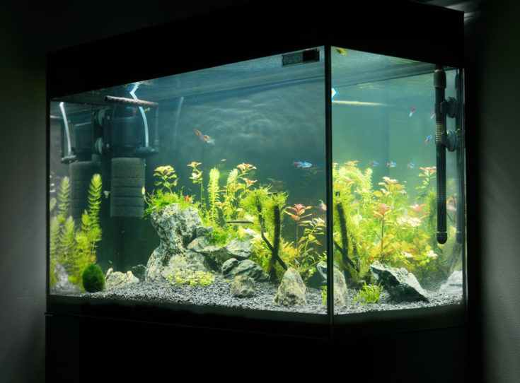 Beautiful planted tropical freshwater aquarium with fishes. Aquascape.