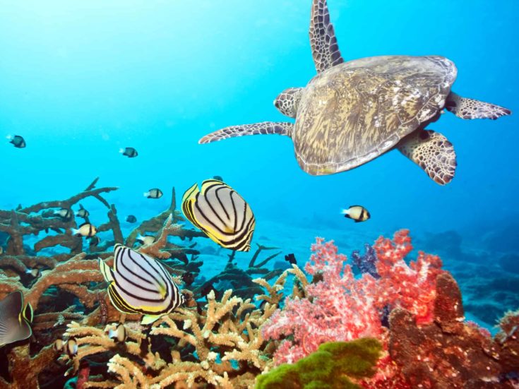 Underwater landscape with couple of Butterflyfishes and turtle
