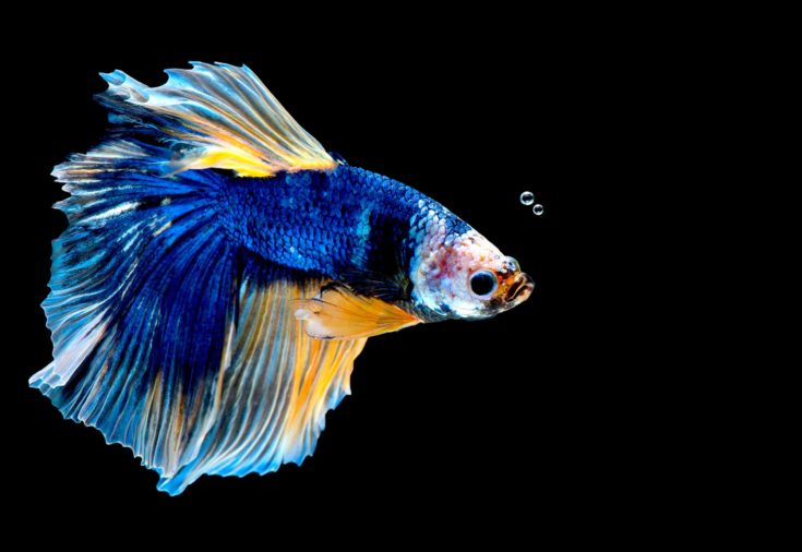 Colorful with main color of blue betta fish, Siamese fighting fish was isolated on black background.