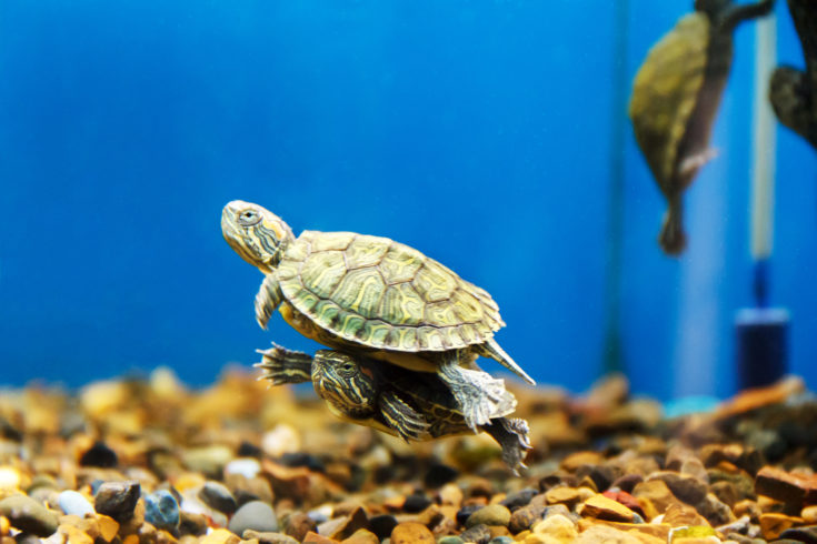 Two turtles swimming in aquarium one over another