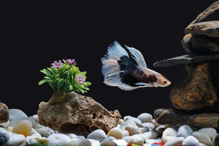 Fighting fish, Siamese fish, in a fish tank decorated with pebbles and trees, Black background.