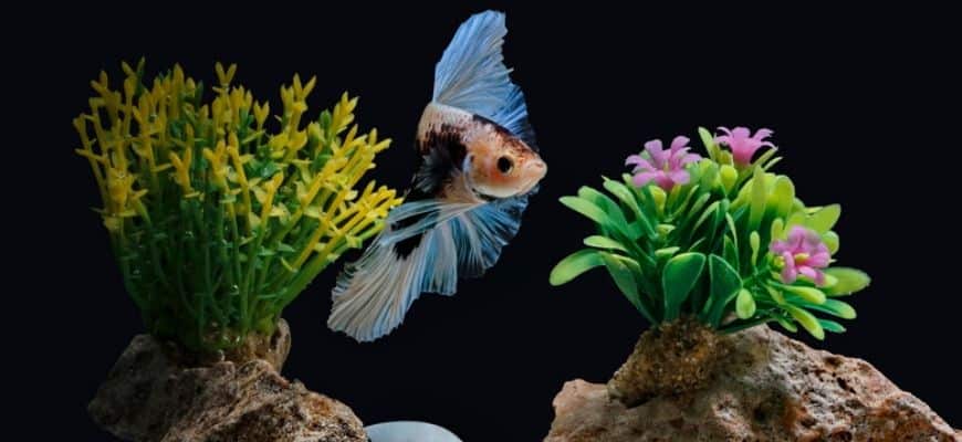 Creating an Enchanting Betta Fish Habitat: Ideas for Decorations and Plants  – Diapteron Shop