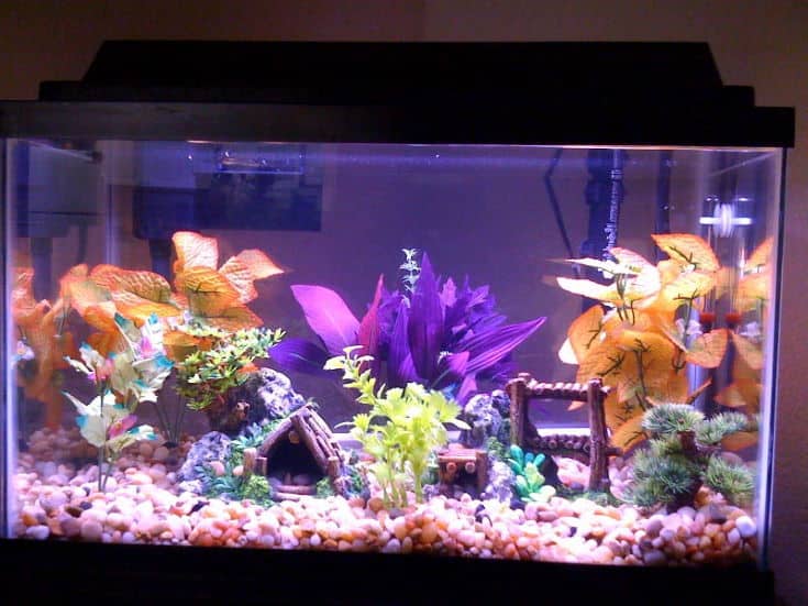 Beautiful Colors fish tank