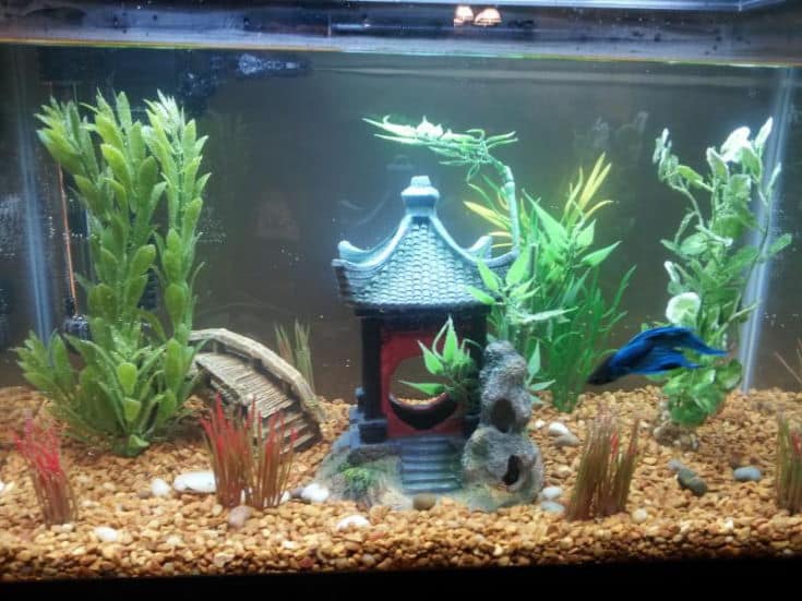 Japanese Garden style fish tank