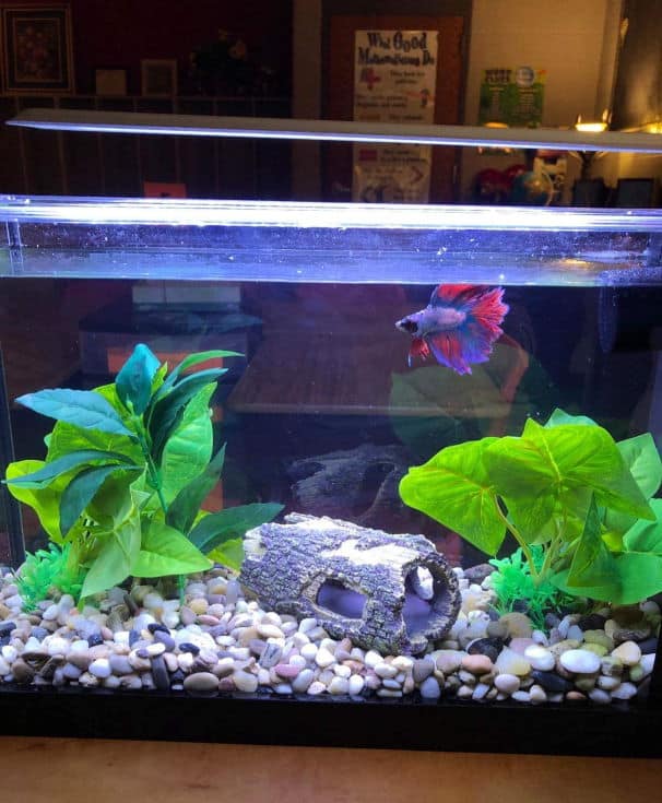 Artificial Fish Tank Ornament Accessories Coral Plant Animal Aquarium Decora R#9 