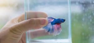 man's hand holding a glass of water with betta fish inside