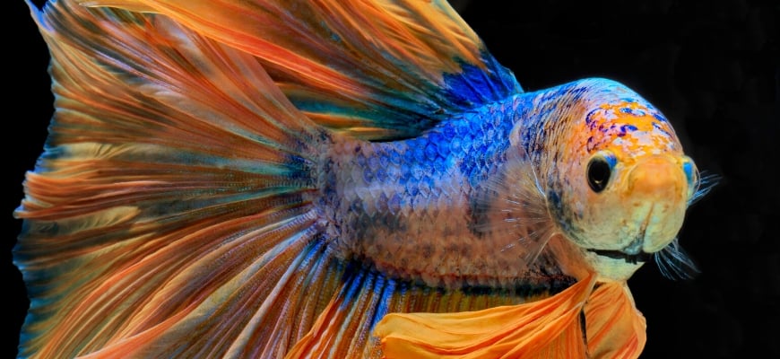Beginner’s Guide to Betta Fish_ Facts, Tips and Advice for a Healthy Betta Set-Up- Betta fish in black background.