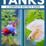 Best Betta Tanks—A Complete Buyer’s Guide - Pin