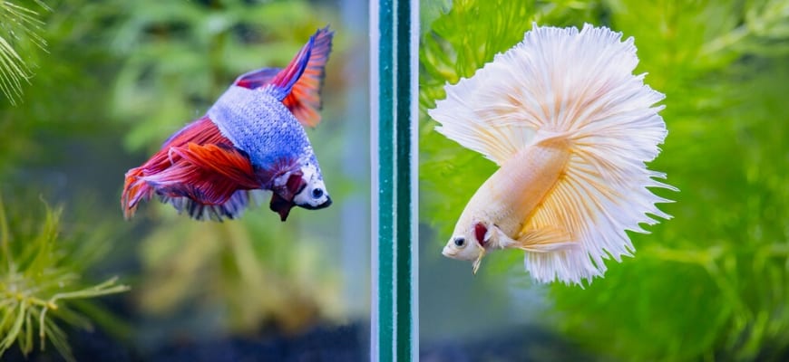  Two betta fish put inside on a separate tanks.
