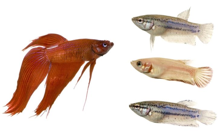Male and Female Siamese fighting fish in front of a white background .