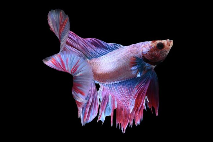 Colorful Betta fish