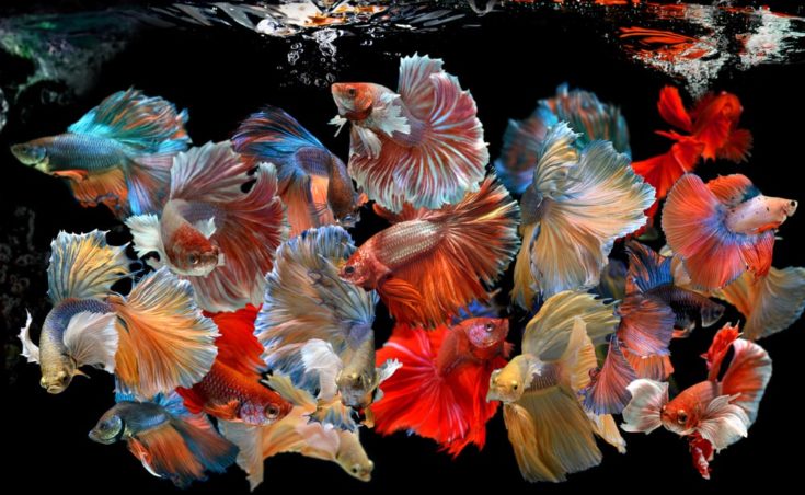 Action of many beautiful bettas colorful and soft movement swimming photo and mixed in studio technic.