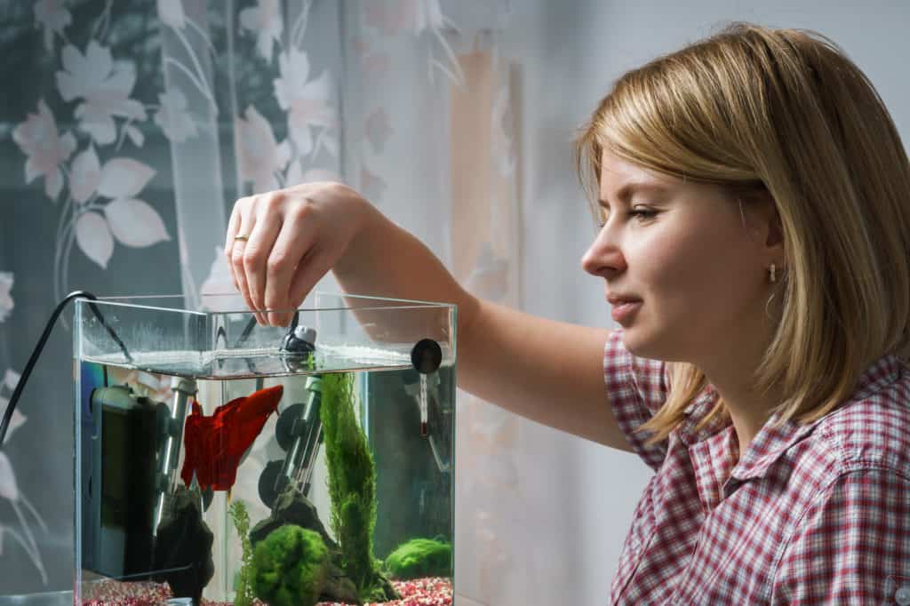 Woman feeding beta fish in aquarium at home.