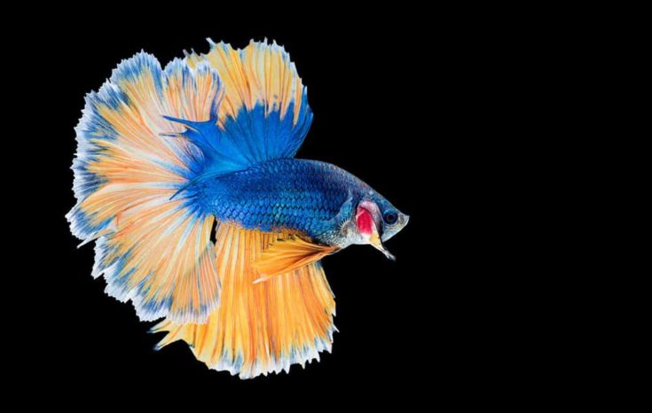 Capture the moving moment of blue yellow siamese fighting fish on black background. Dumbo betta fish