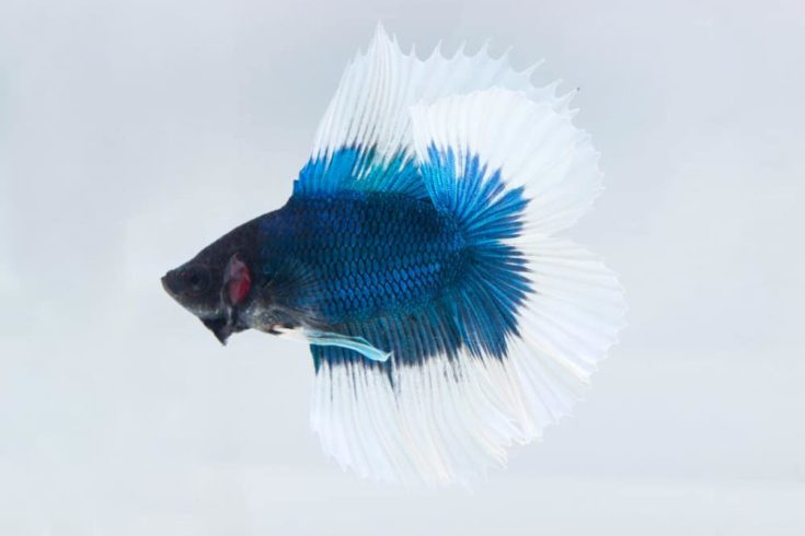 Betta Fish Or Fighting Fish (Half Moon Double Tail) On White Background