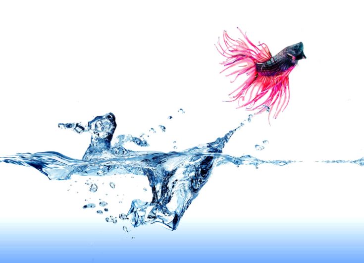 A Siamese Fighting Fish jumping out of the water on white