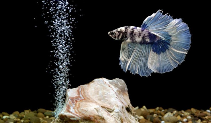 1000 Clever and Funny Betta Fish Names - Male or Female