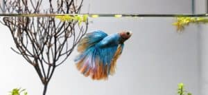 Betta Fish swimming, with branch and plants