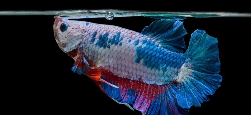Do Betta Fish Like Light And Should They Be On At Night?