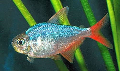 Aquarium Plants Discounts Pair of Red/Blue Colombian Tetras - Freshwater Live Tropical Fish