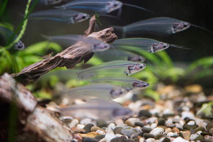 Indian glass catfish in the aquarium