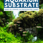 Beginner’s Guide to Aquarium Substrate—Sand vs Gravel in Freshwater Tanks