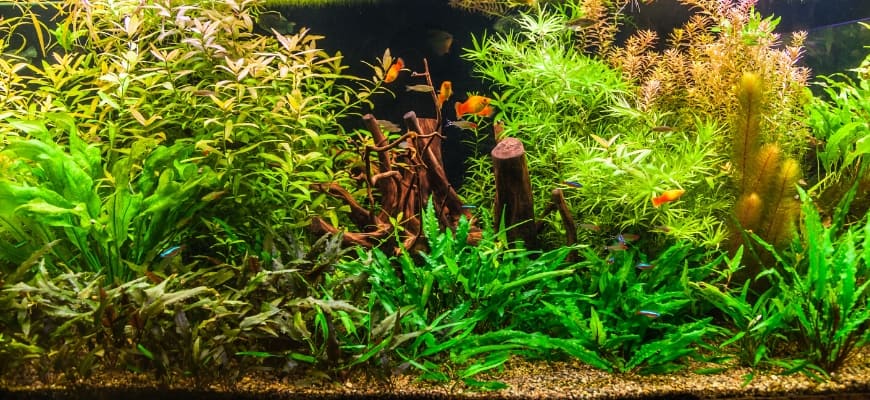 Beginner’s Guide to Aquarium Substrate—Sand vs Gravel in Freshwater Tanks - Fish tank and live plants