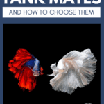 Best Betta Tank Mates and How to Choose Them - pin