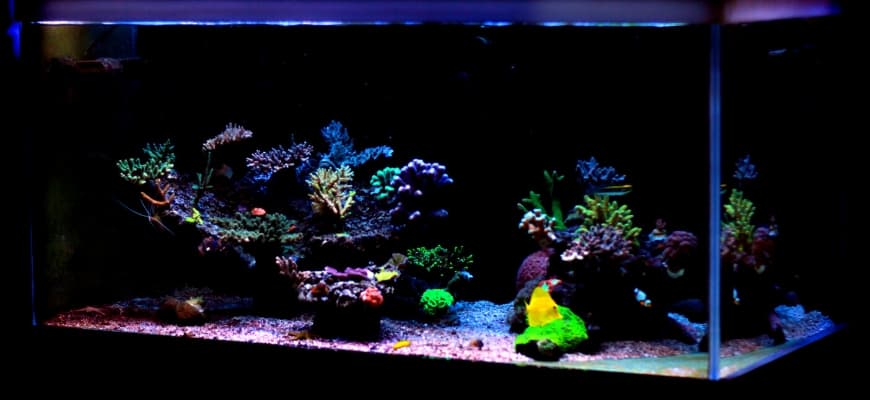 Reef aquarium with beautiful lightings.