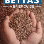 Best Substrate for Bettas - A Brief Guide - Pin