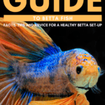 Beginner’s Guide to Betta Fish: Facts, Tips and Advice for a Healthy Betta Set-Up