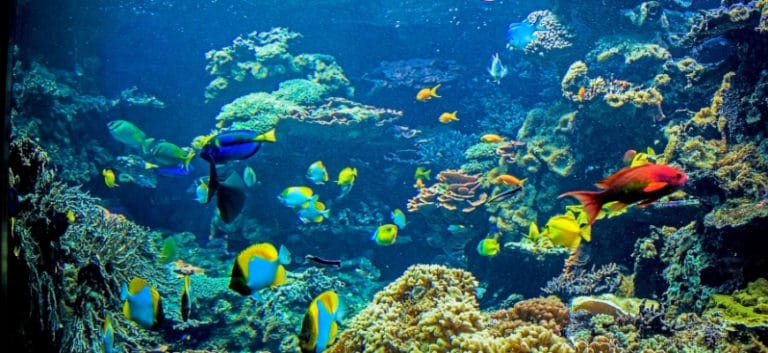 Brilliant, Beautiful Aquarium Fish Species - Underwater beautiful fishes and corals.