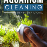 DIY Aquarium Cleaning—Step-by-Step Tutorial