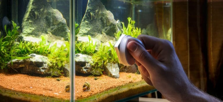 Close up shot of aquarium with hand holding a cleaner.