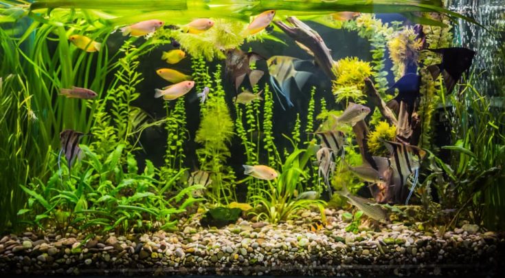 Best LED Aquarium Lighting for Healthy Plants