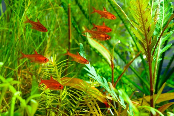 Group of Ember Tetra or Hyphessobrycon amandae in planted tropical fresh water aquarium