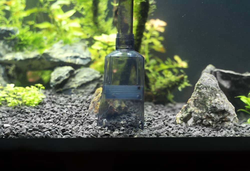 Siphon gravel cleaner tool in the aquarium.