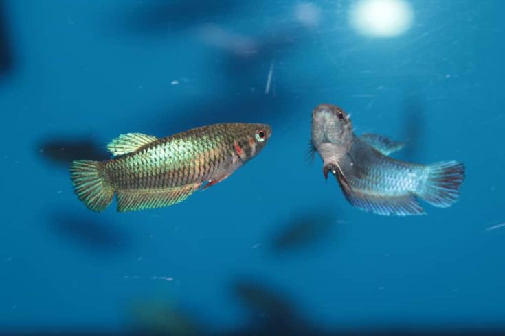 Female of Siamese fighting fish (Betta) aquarium fish