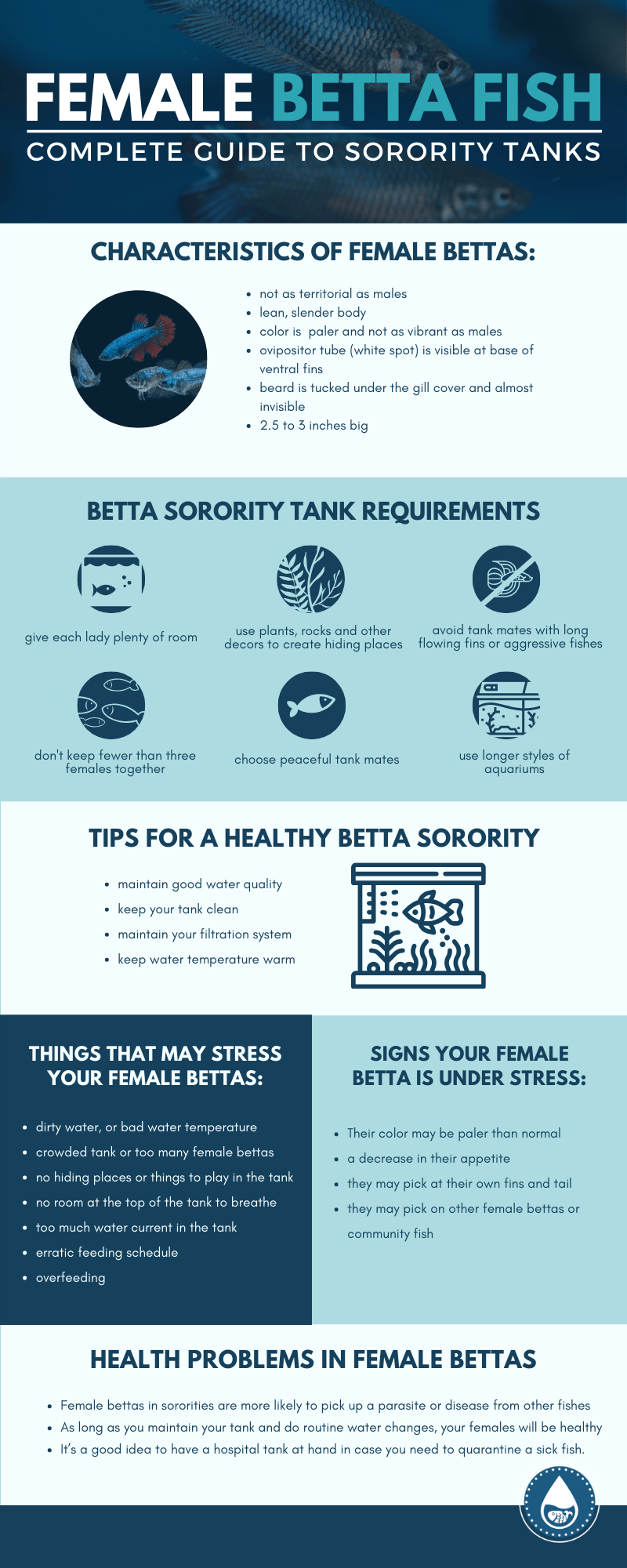 Female Betta Fish—Complete Guide to Sorority Tanks - Infographic