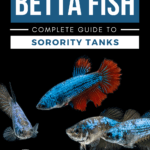 Female Betta Fish—Complete Guide to Sorority Tanks - Pin