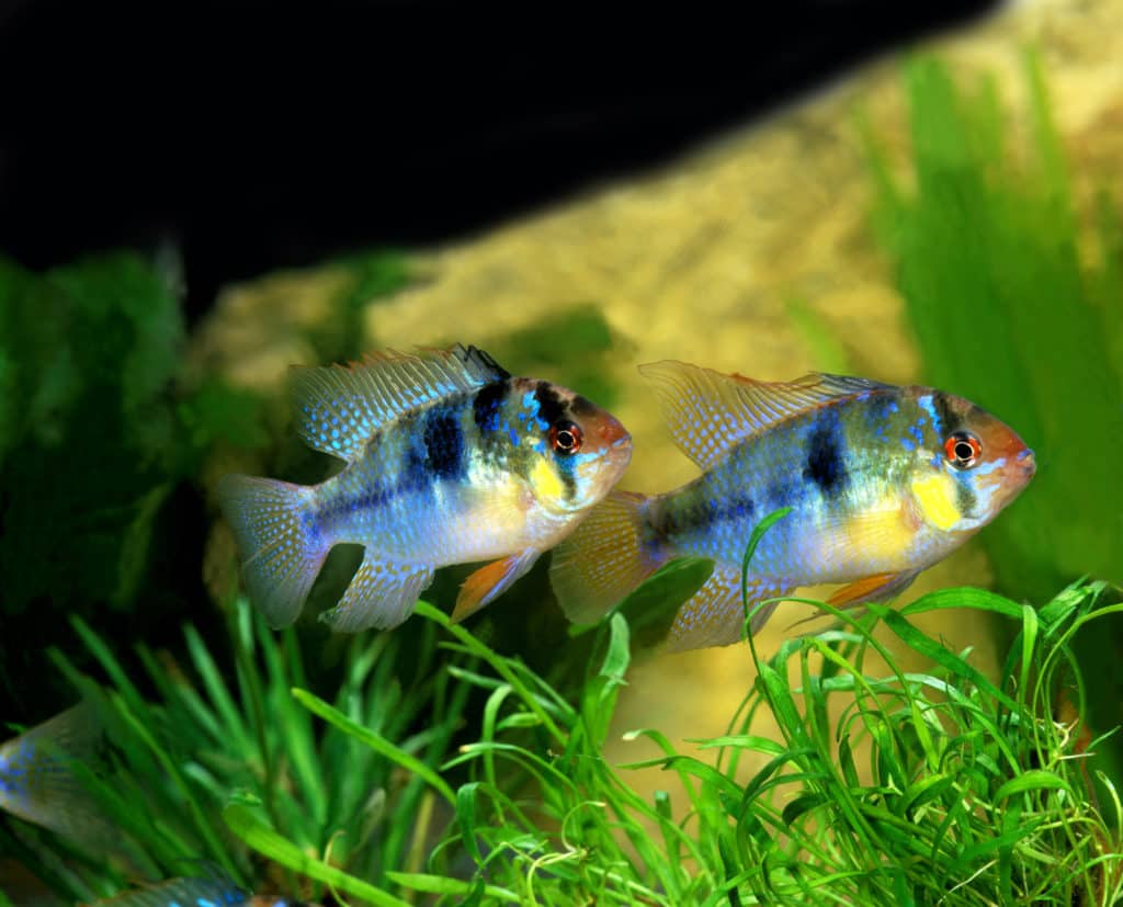 Blue German Ram, mikrogeophagus ramirezi, Aquarium Fishes
