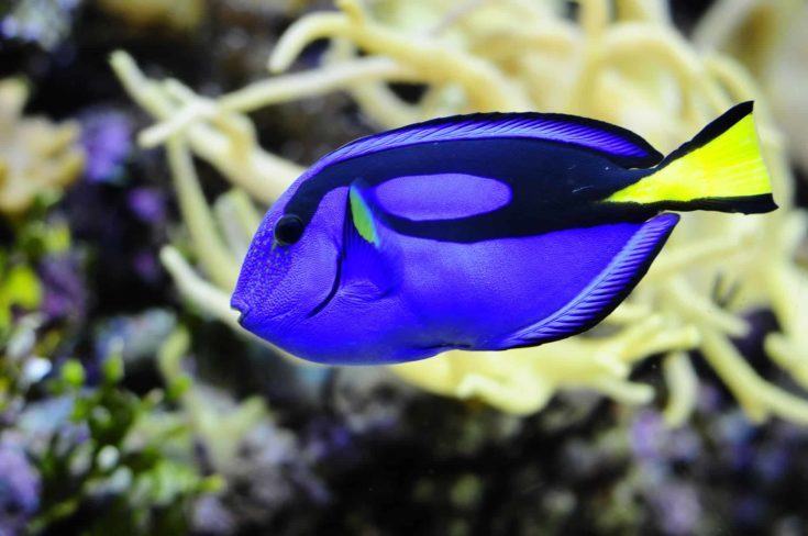 Colorful Dori from "Finding Nemo" swimming through coral reef