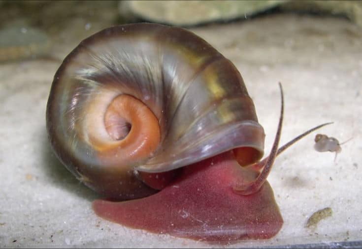 Ramshorn Snails