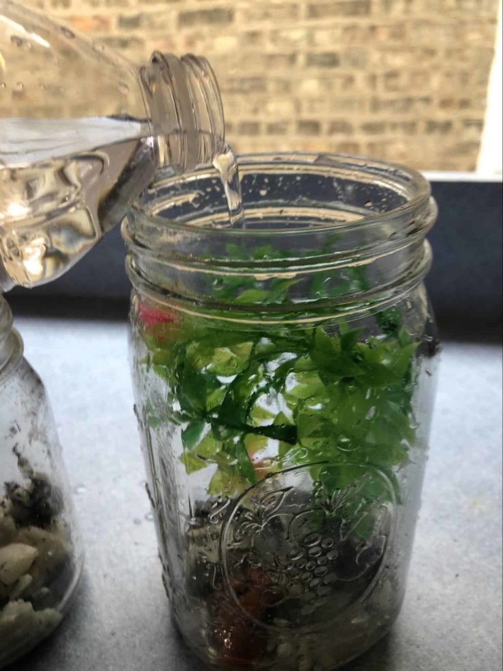 Poured water on the jar with aquarium plants and rocks inside.