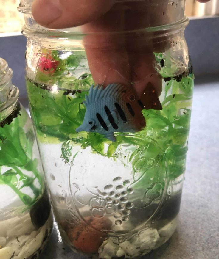 Added fish to the jar aquarium.