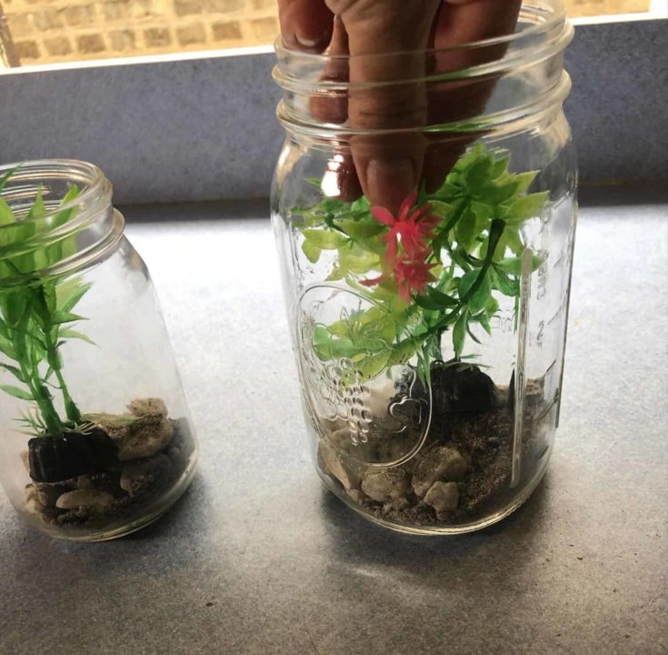 Plants added to other jar with rocks inside.