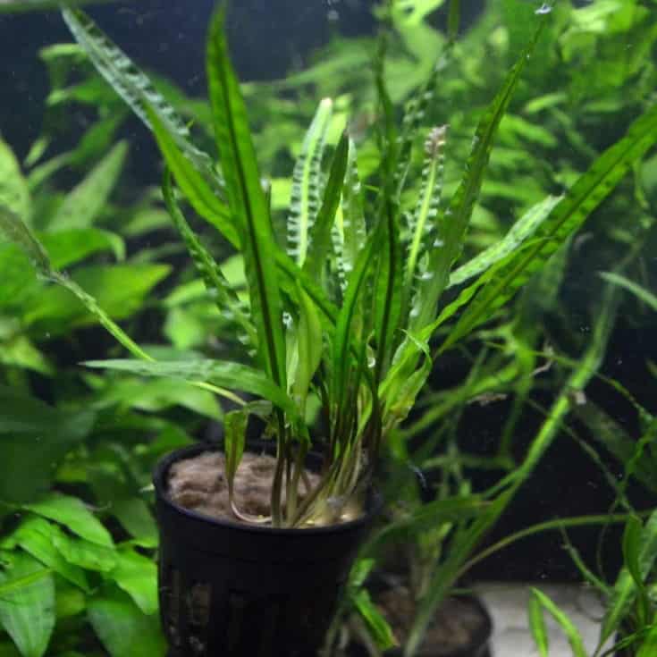 Cryptocoryne Balansae Potted Live Aquarium Plants Freshwater Fish Tank Decorations by Greenrpo