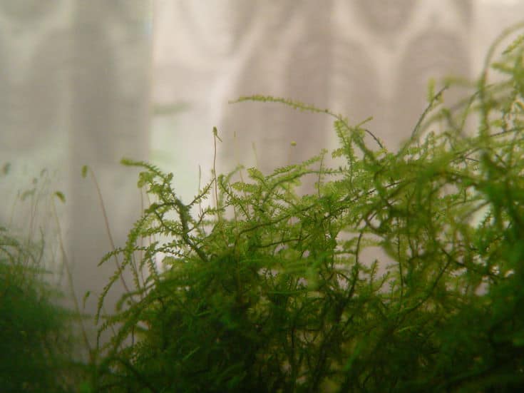 Java moss (Taxiphyllum barbieri) developing sporophytes inside aquarium